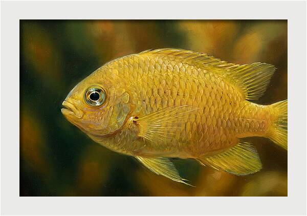 Golden Damselfish Underwater