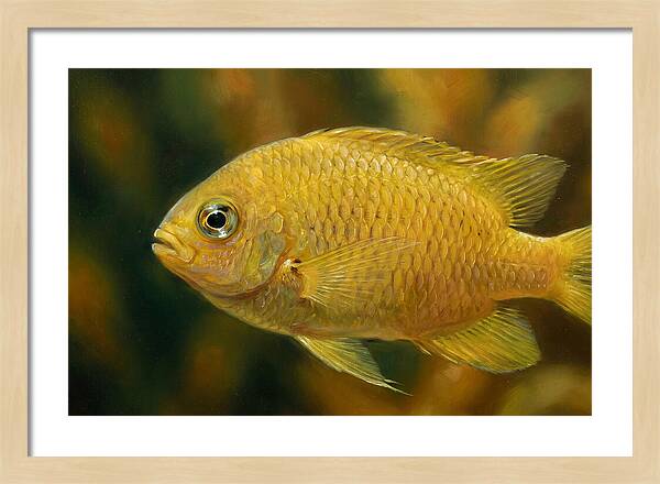 Golden Damselfish Underwater