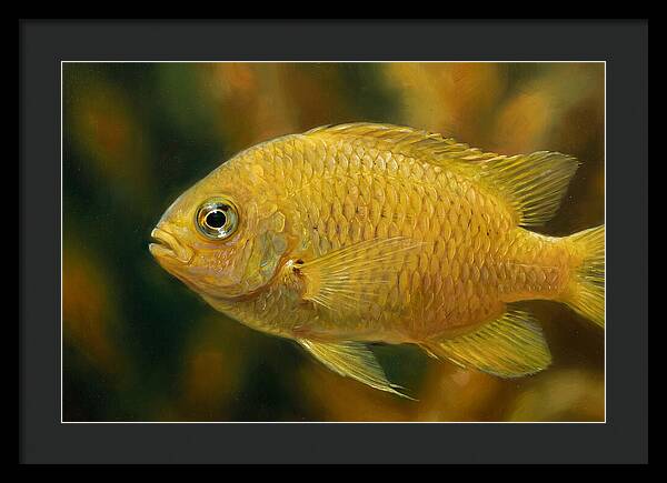 Golden Damselfish Underwater