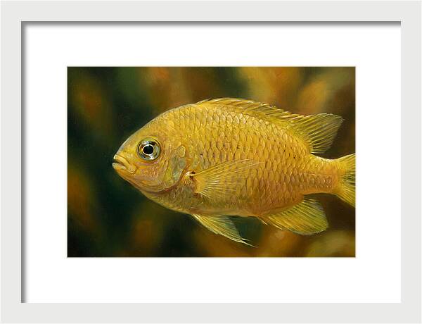 Golden Damselfish Underwater