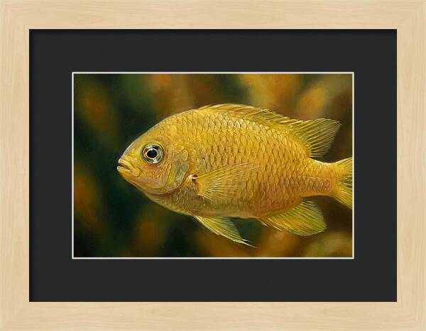 Golden Damselfish Underwater