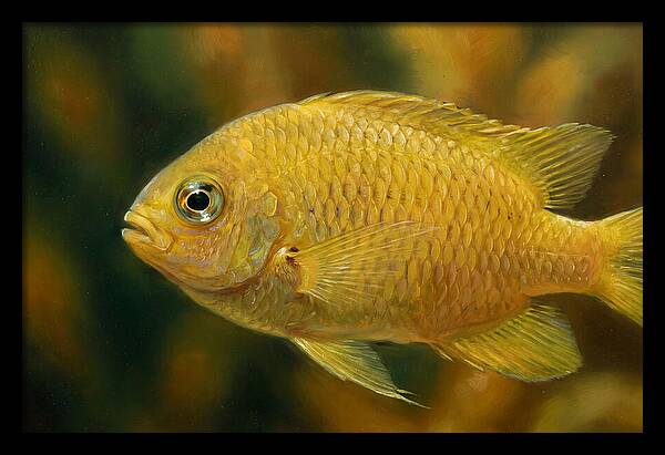 Golden Damselfish Underwater