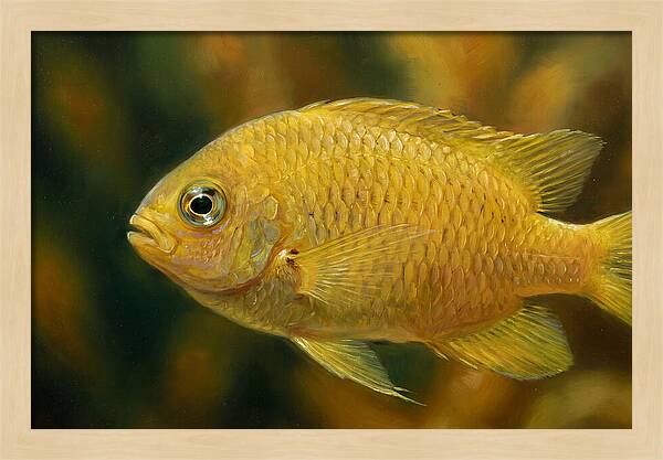 Golden Damselfish Underwater