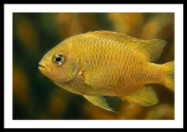 Golden Damselfish Underwater