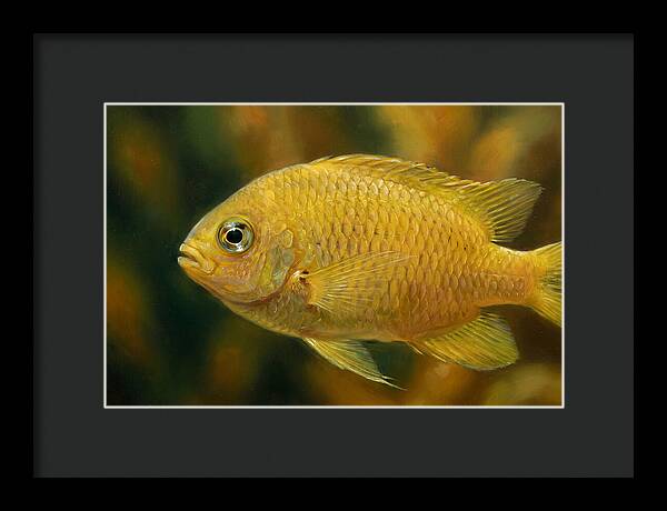 Golden Damselfish Underwater