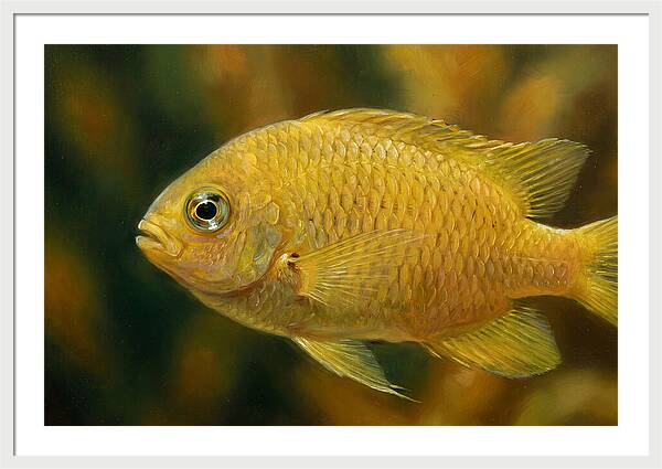 Golden Damselfish Underwater