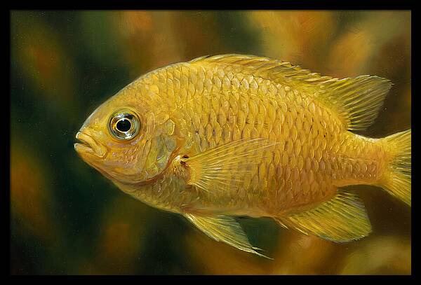 Golden Damselfish Underwater