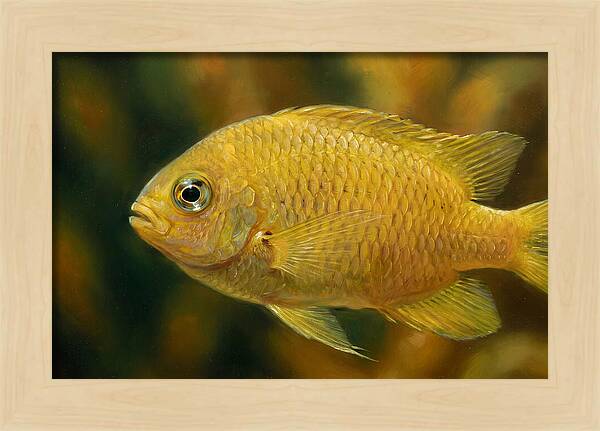 Golden Damselfish Underwater