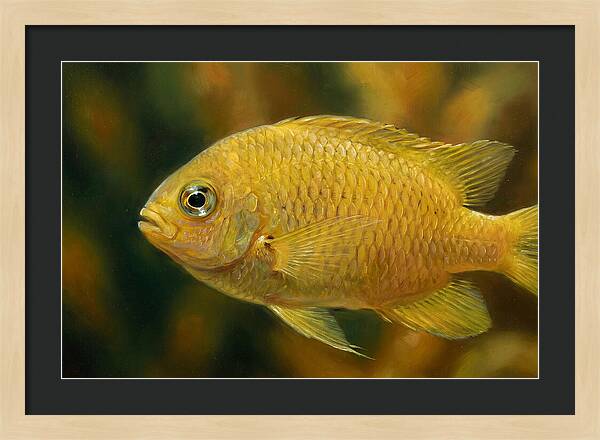 Golden Damselfish Underwater