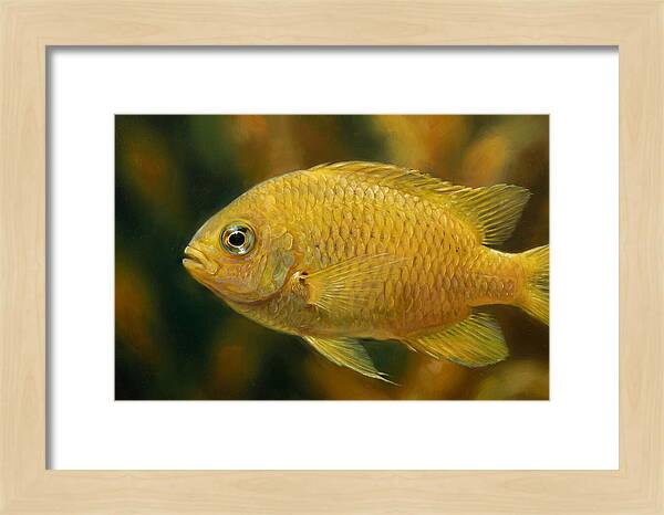 Golden Damselfish Underwater