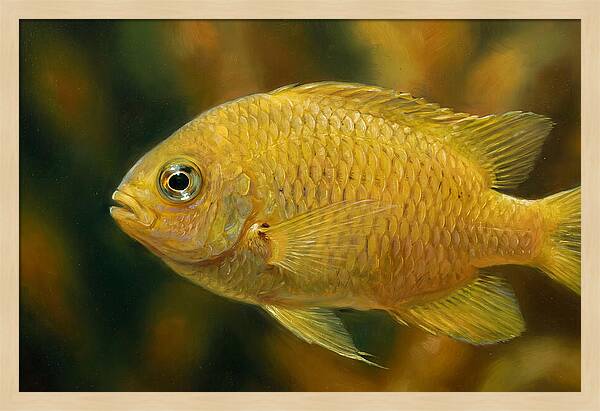 Golden Damselfish Underwater