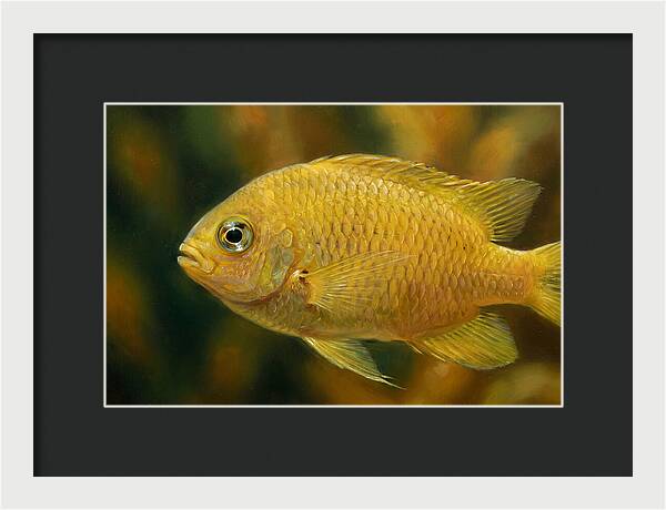 Golden Damselfish Underwater