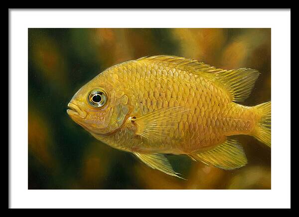 Golden Damselfish Underwater