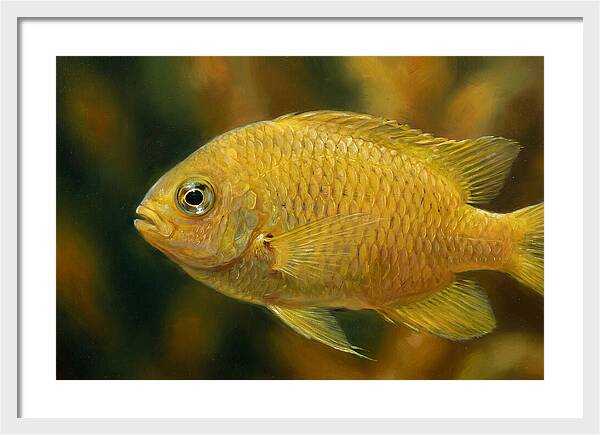 Golden Damselfish Underwater