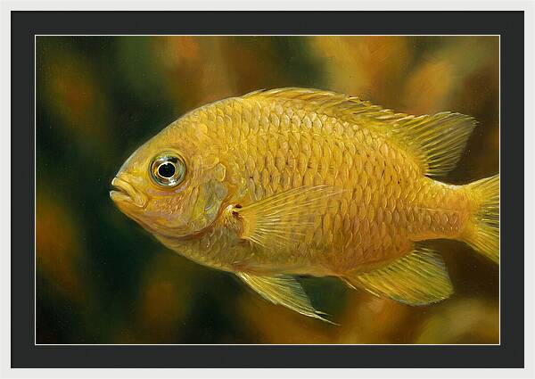 Golden Damselfish Underwater