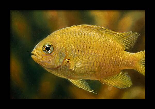 Golden Damselfish Underwater