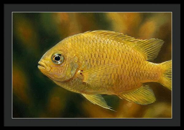 Golden Damselfish Underwater
