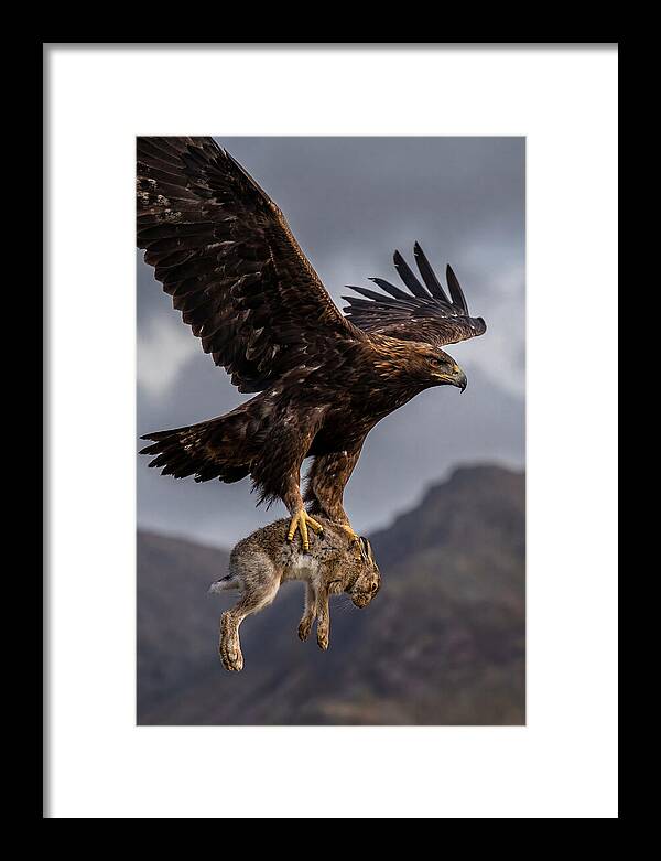 Golden Eagle In Flight