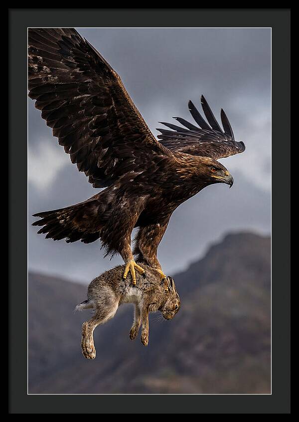 Golden Eagle In Flight