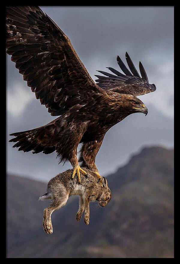 Golden Eagle In Flight