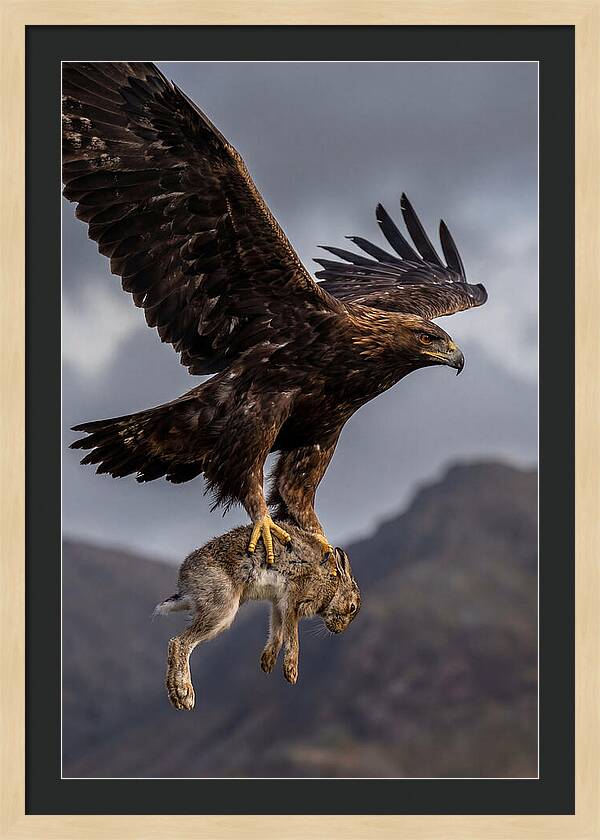 Golden Eagle In Flight