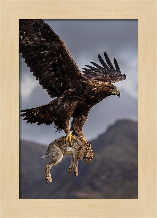 Golden Eagle In Flight