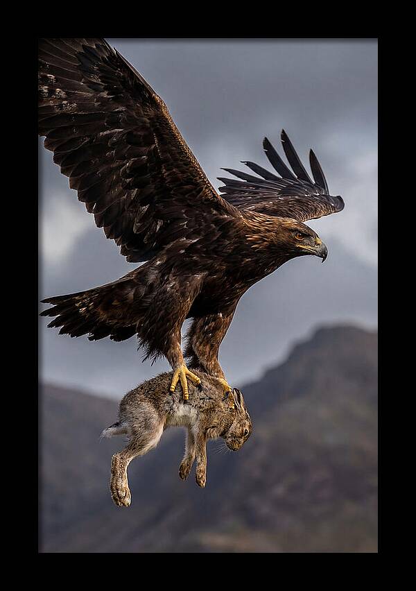 Golden Eagle In Flight