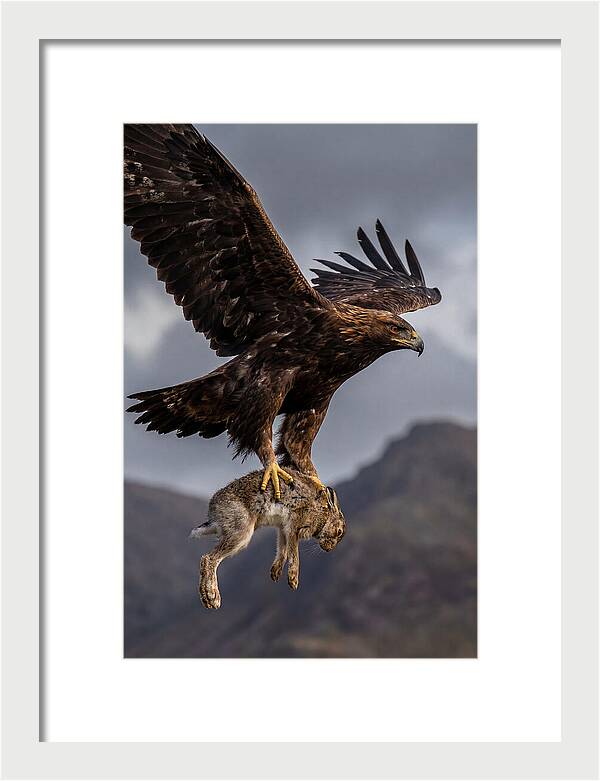Golden Eagle In Flight
