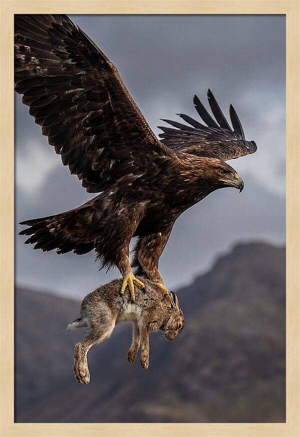 Golden Eagle In Flight