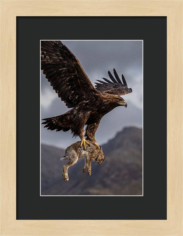 Golden Eagle In Flight