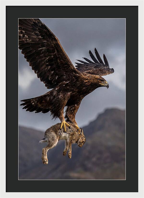 Golden Eagle In Flight