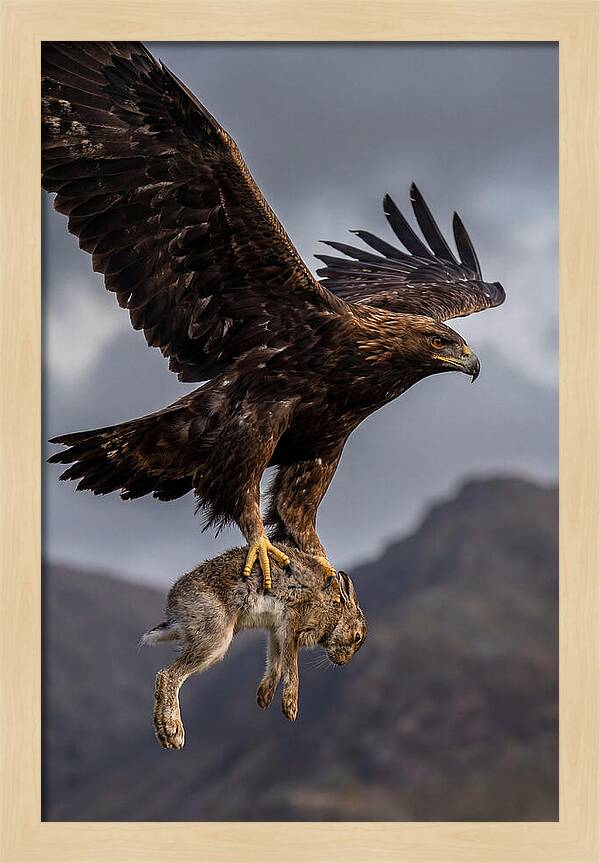 Golden Eagle In Flight