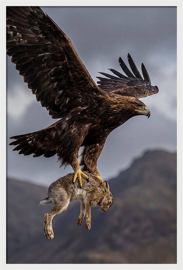 Golden Eagle In Flight