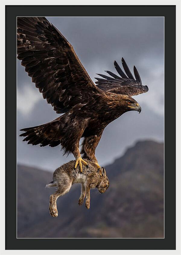 Golden Eagle In Flight