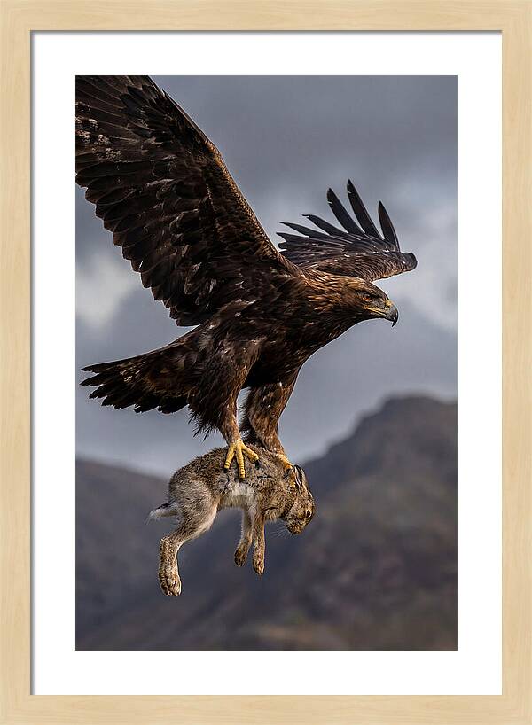Golden Eagle In Flight