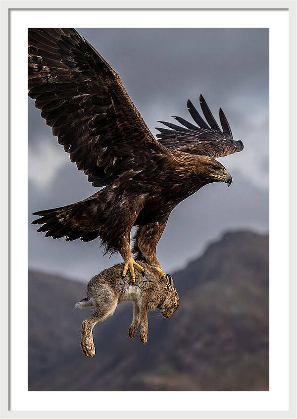 Golden Eagle In Flight