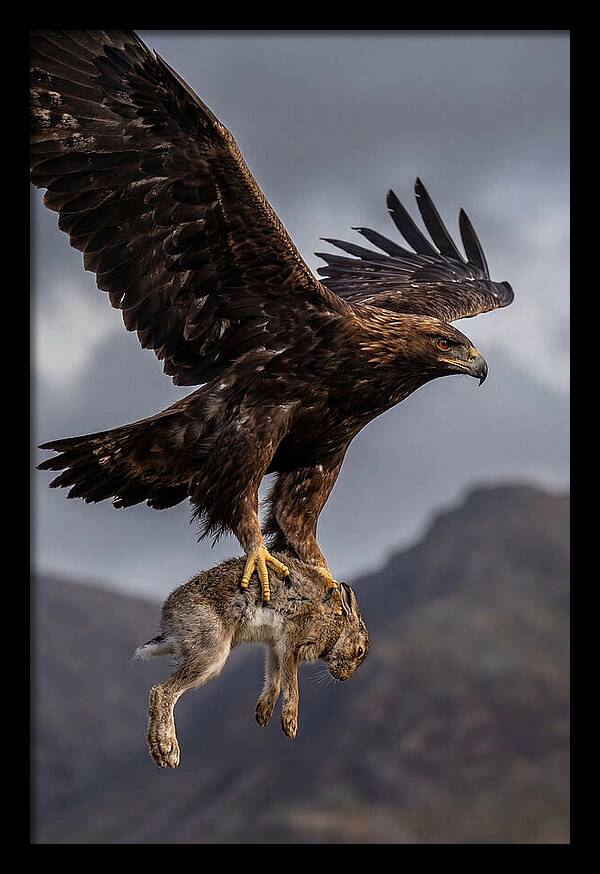 Golden Eagle In Flight