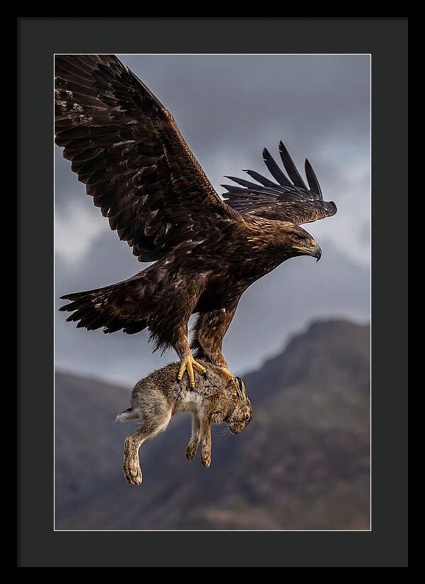 Golden Eagle In Flight