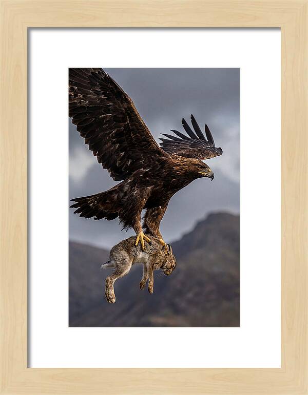 Golden Eagle In Flight