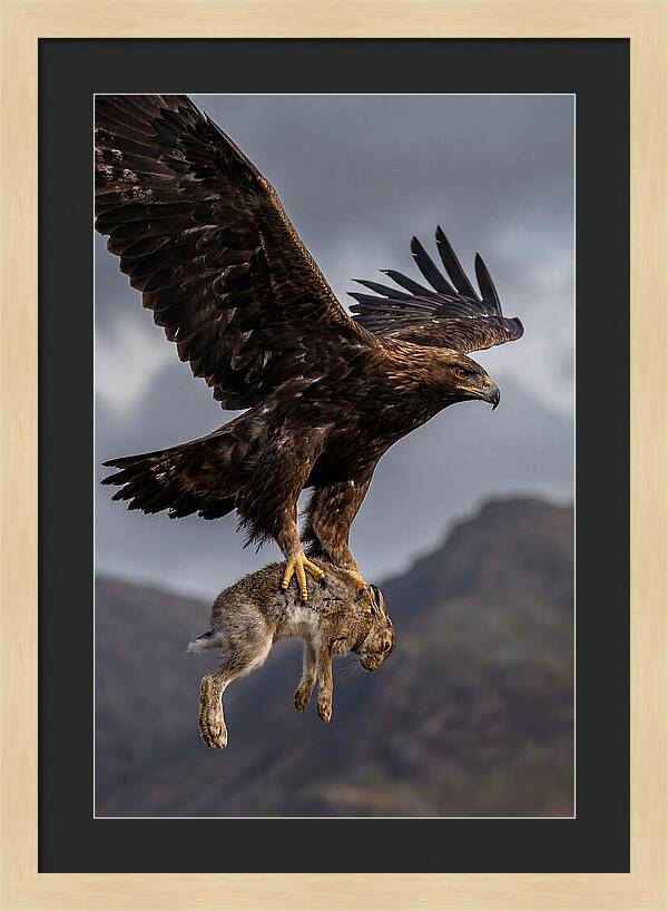 Golden Eagle In Flight