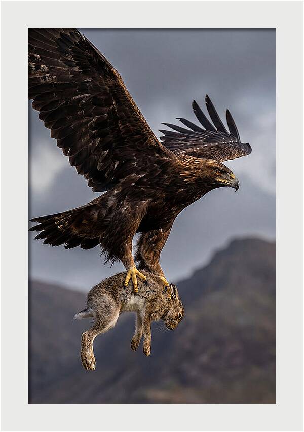 Golden Eagle In Flight