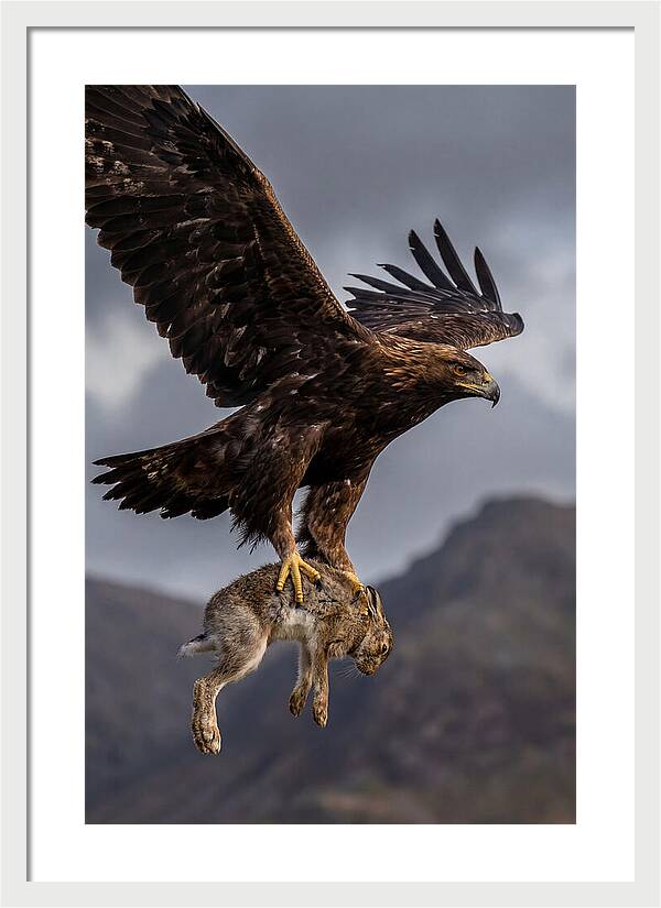 Golden Eagle In Flight