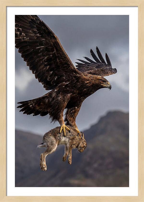 Golden Eagle In Flight