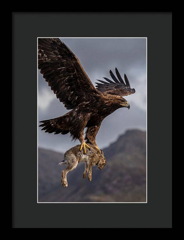 Golden Eagle In Flight