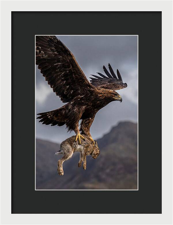 Golden Eagle In Flight