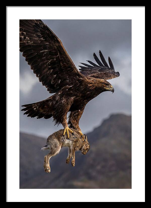 Golden Eagle In Flight
