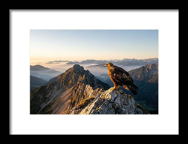 Golden Eagle Majestic View