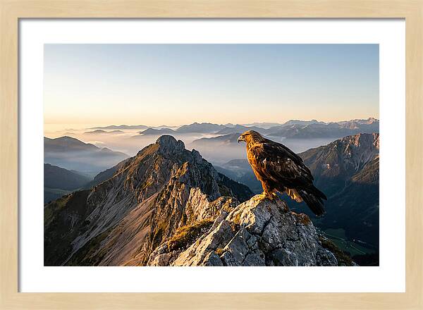 Golden Eagle Majestic View