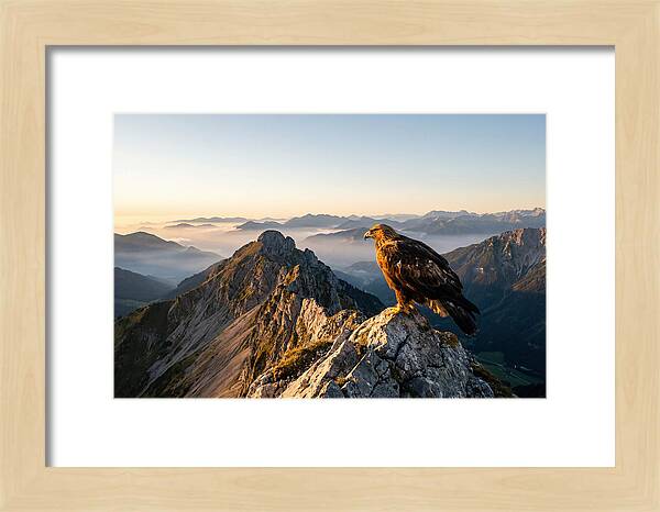 Golden Eagle Majestic View
