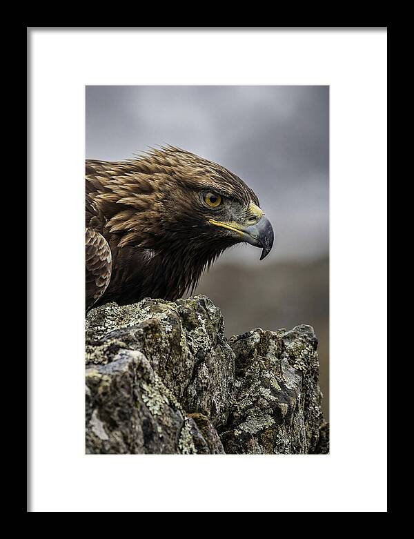 Golden Eagle Majesty